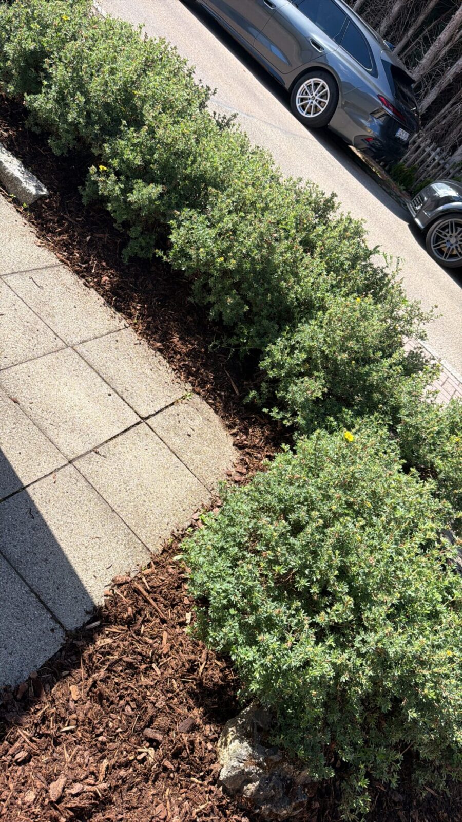 Gepflegtes Beet mit frischem Rindenmulch – Außenanlagenpflege durch Fruhnert Hausmeisterservice