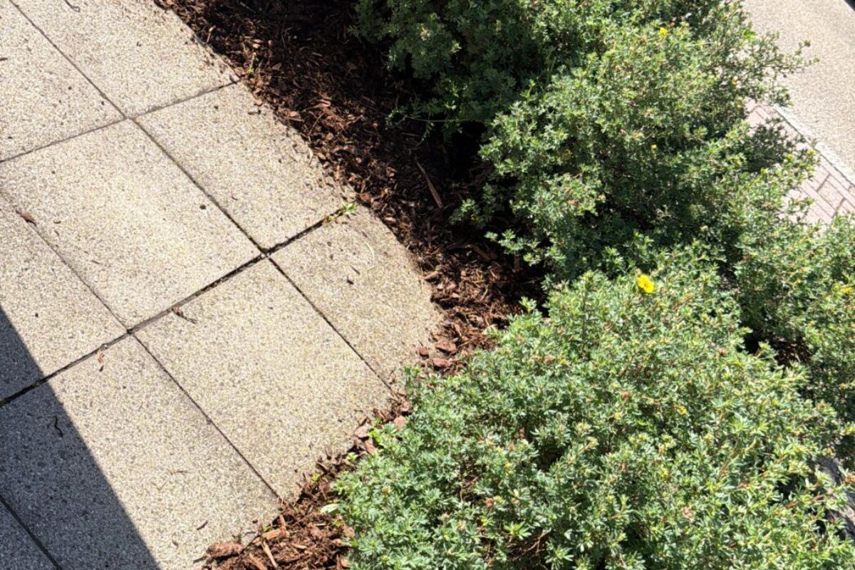 Gepflegtes Beet mit Rindenmulch in einer Wohnanlage