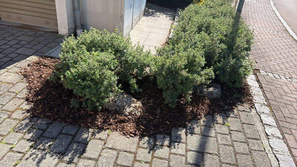 Gepflegtes Beet mit Rindenmulch und Sträuchern neben sauberem Pflasterweg – Außenanlagenpflege durch Fruhnert Hausmeisterservice